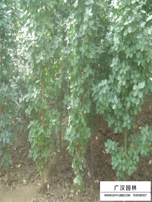 北海道黃楊的扦插方法(圖3)