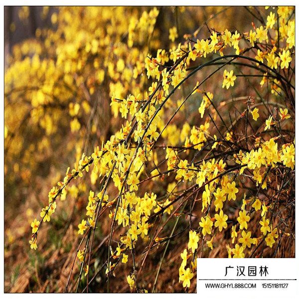 如何制作迎春花盆景(圖4)