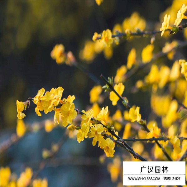 迎春花的相干信息(圖1)