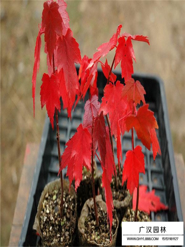 美國紅楓種植管理技術(圖1)
