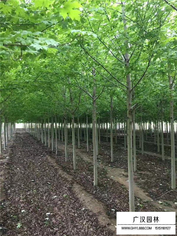 美國紅楓種植管理技術(圖4)