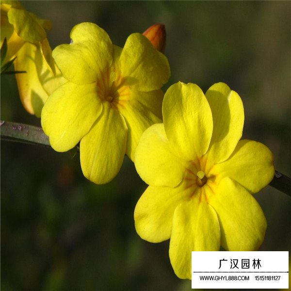 迎春花的培育方法(圖1)