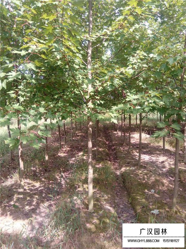 美國(guó)紅楓的春天種植技術(shù)(圖2)