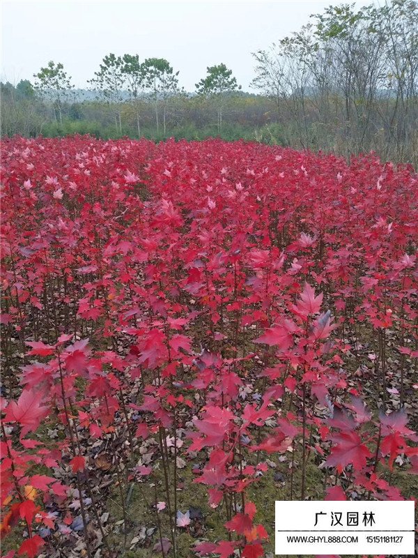 美國紅楓嫁接技術(shù)(圖4)