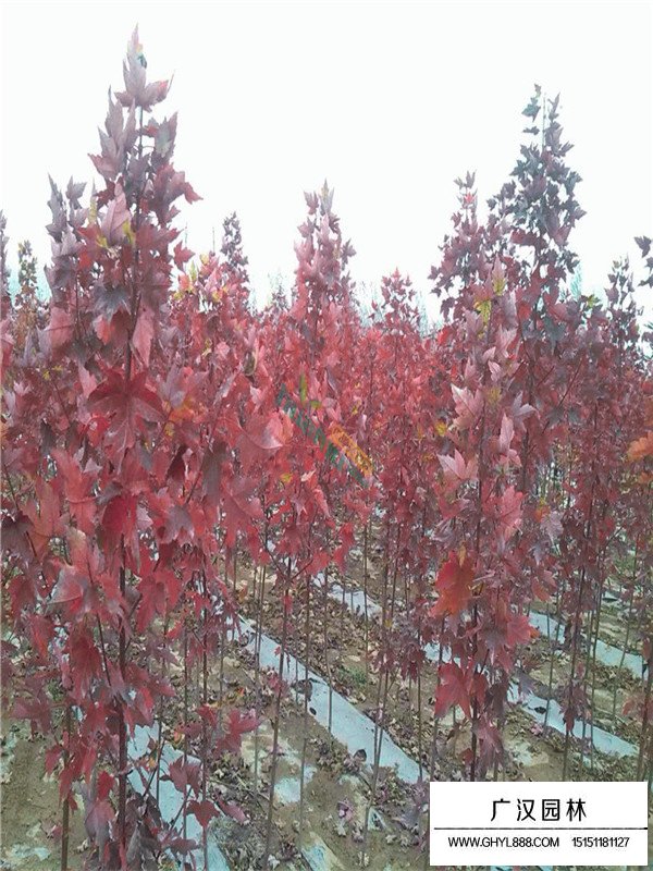 美國紅楓的造型技術(shù)(圖3)