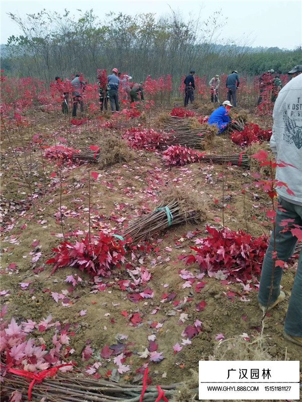 美國紅楓的造型技術(shù)(圖4)