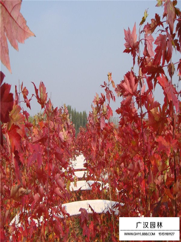 美國紅楓和中國紅楓的區(qū)分(圖1)