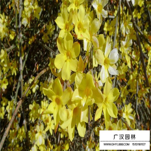 迎春花的養(yǎng)護(hù)方法(圖2)