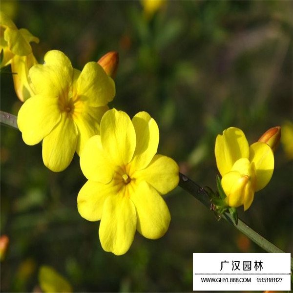 迎春花的養(yǎng)護(hù)方法(圖3)