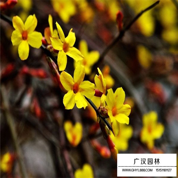 迎春花的花期管理(圖1)