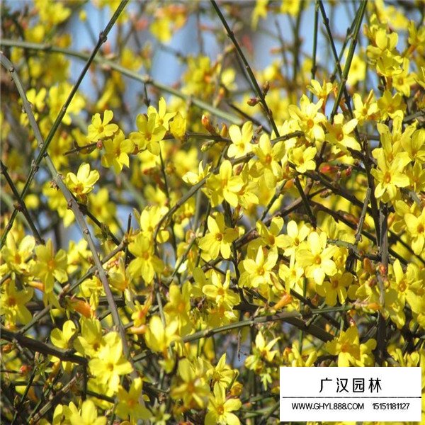 迎春花的主要品種(圖1)