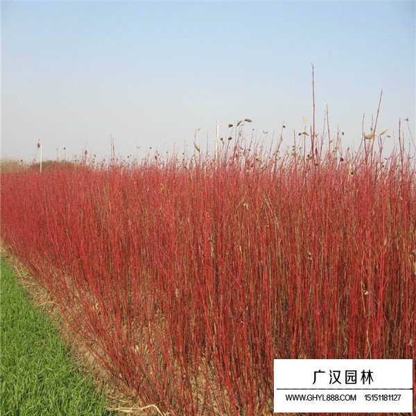 紅端木的相關(guān)資料(圖1)