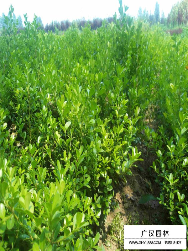 小葉黃楊相關資料(圖4)