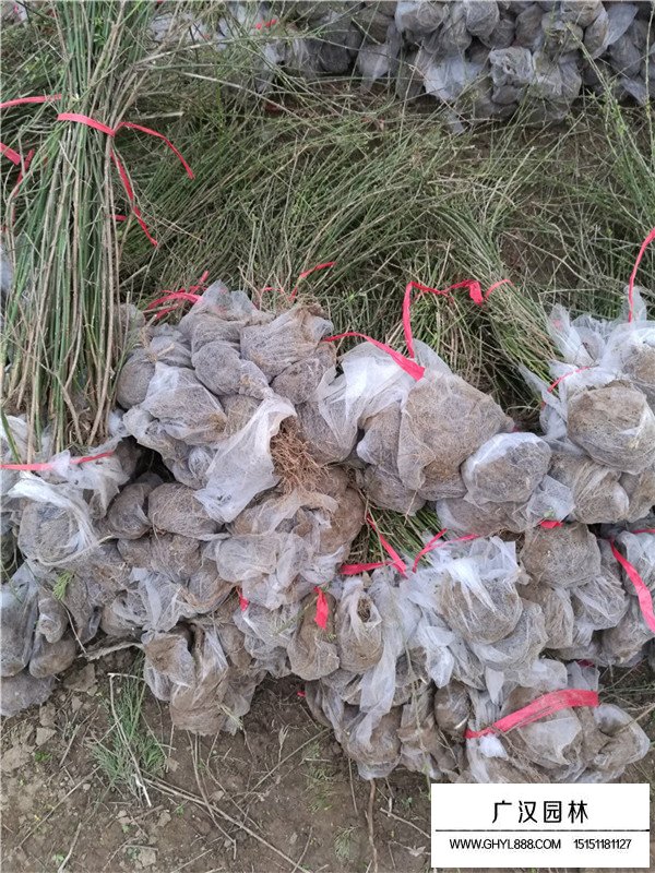 迎春花的傳說故事(圖1)