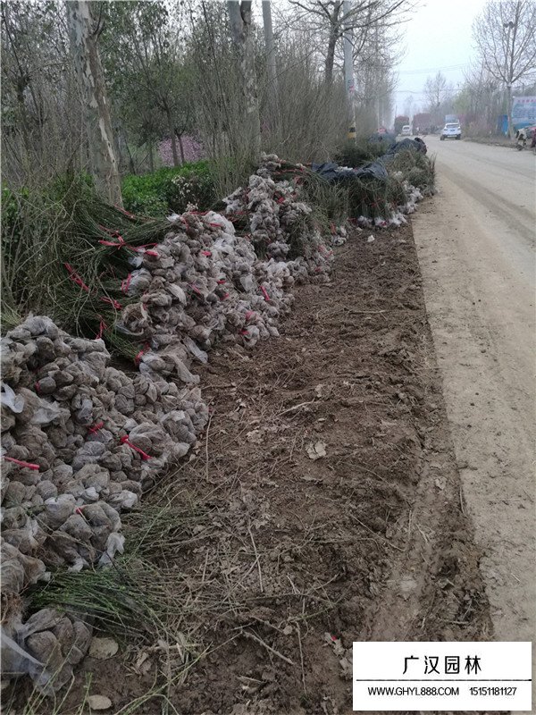 迎春花的傳說故事(圖2)