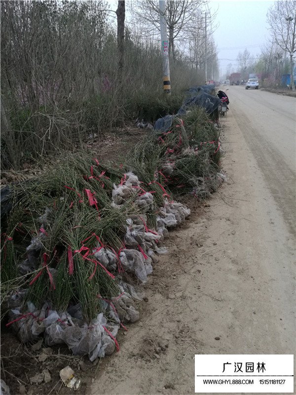 2020迎春花市場(chǎng)價(jià)格(圖2)