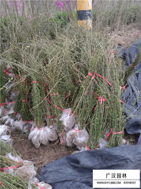 2020迎春花市場(chǎng)價(jià)格(圖3)