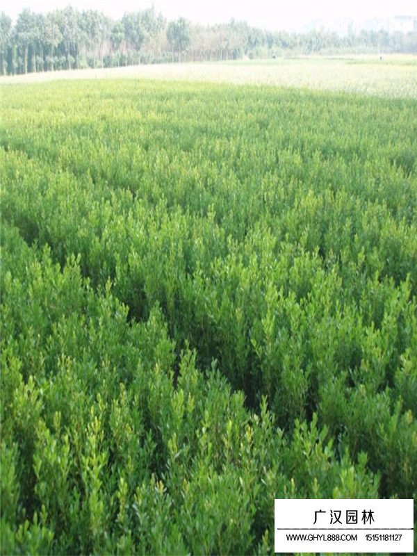 小葉黃楊的病蟲害(圖1)