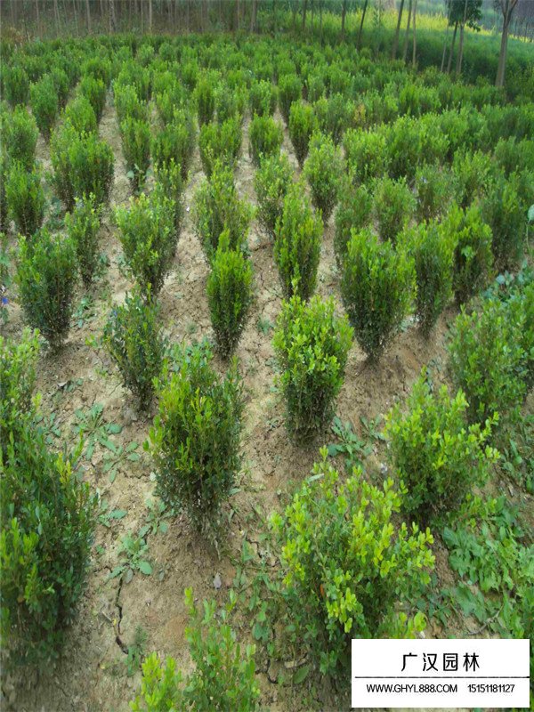 小葉黃楊的花期和果期(圖4)