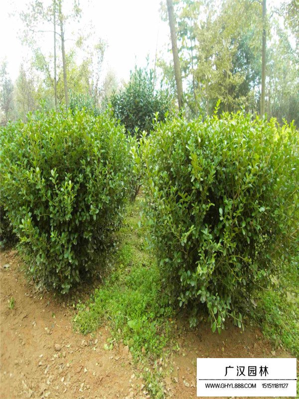 小葉黃楊的花期和果期(圖1)