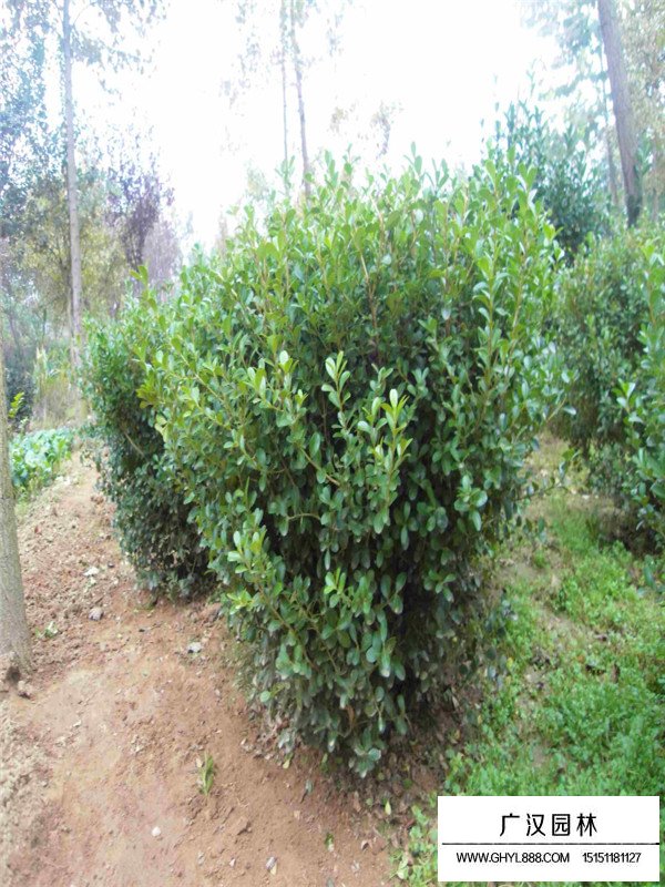 小葉黃楊的花期和果期(圖2)