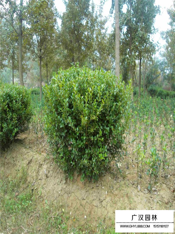 小葉黃楊什么時(shí)候開花(圖4)