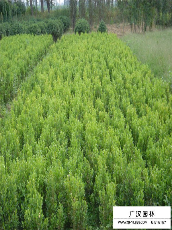 小葉黃楊的基地(圖4)