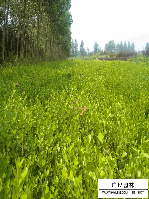 小葉黃楊和大葉黃楊的區(qū)別(圖2)