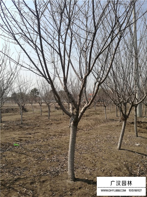 日本晚櫻的相關(guān)資料(圖2)