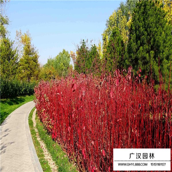 紅端木的病蟲害及防治(圖1)