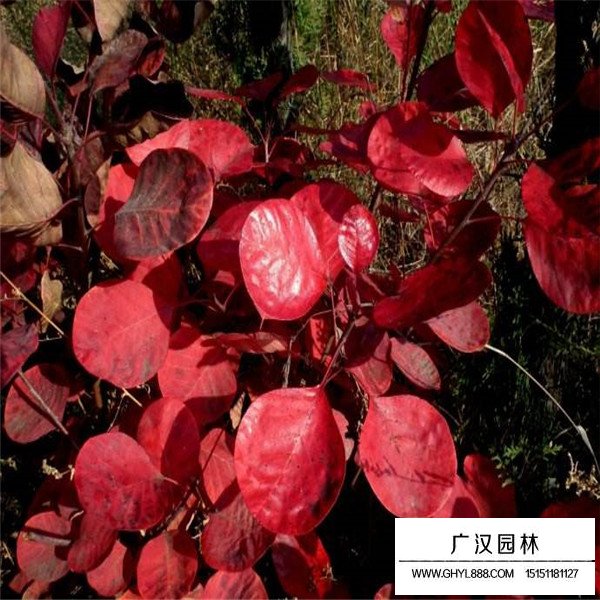 紅端木的病蟲害及防治(圖2)