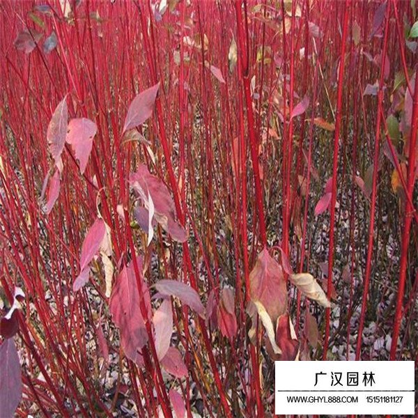 紅端木的種植技術(shù)(圖1)