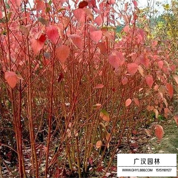 紅端木管理及培育基地(圖1)