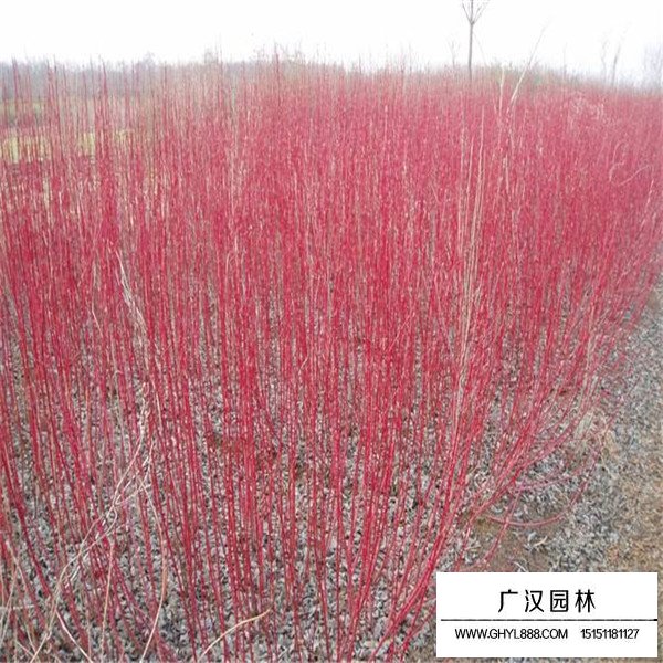 紅端木與紅瑞木的區(qū)分(圖2)