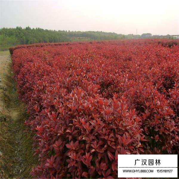 紅端木與紅瑞木的區(qū)別(圖3)