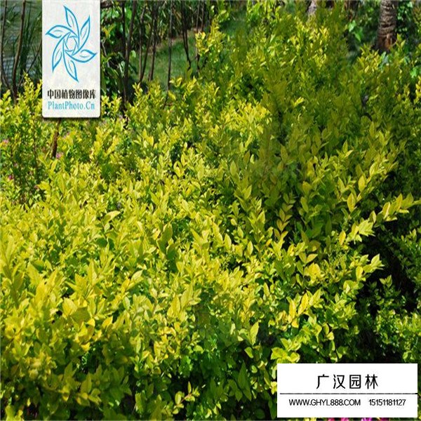 假連翹的種殖方法(圖2)