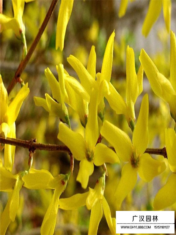 連翹的作用與功效(圖3)