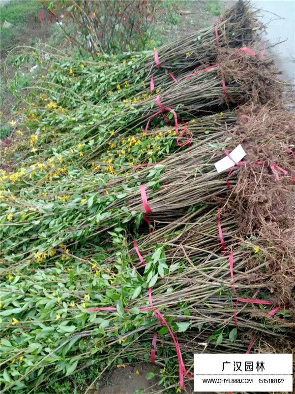 連翹的管理及種植方法(圖2)