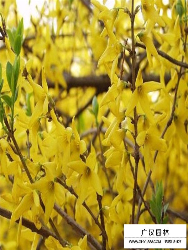 連翹的管理及種植方法(圖3)