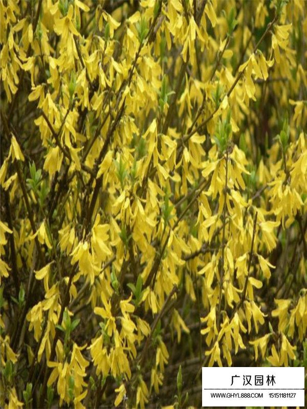 連翹的價值(圖3)