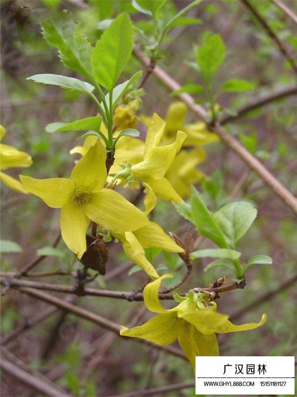 連翹葉的價(jià)值(圖4)