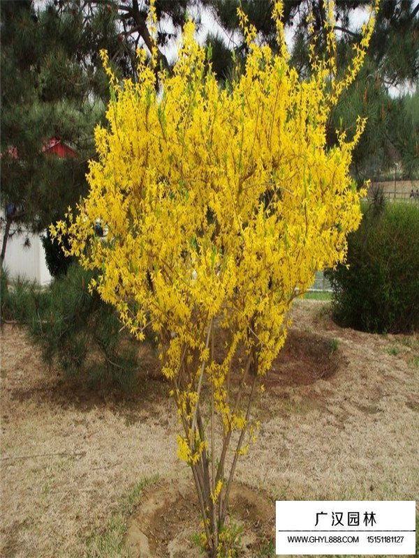 連翹的療效與作用(圖1)