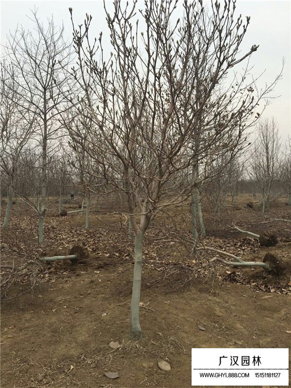 江蘇紫玉蘭基地(圖2)