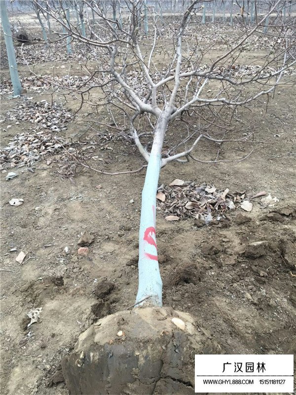 江蘇紫玉蘭基地(圖3)