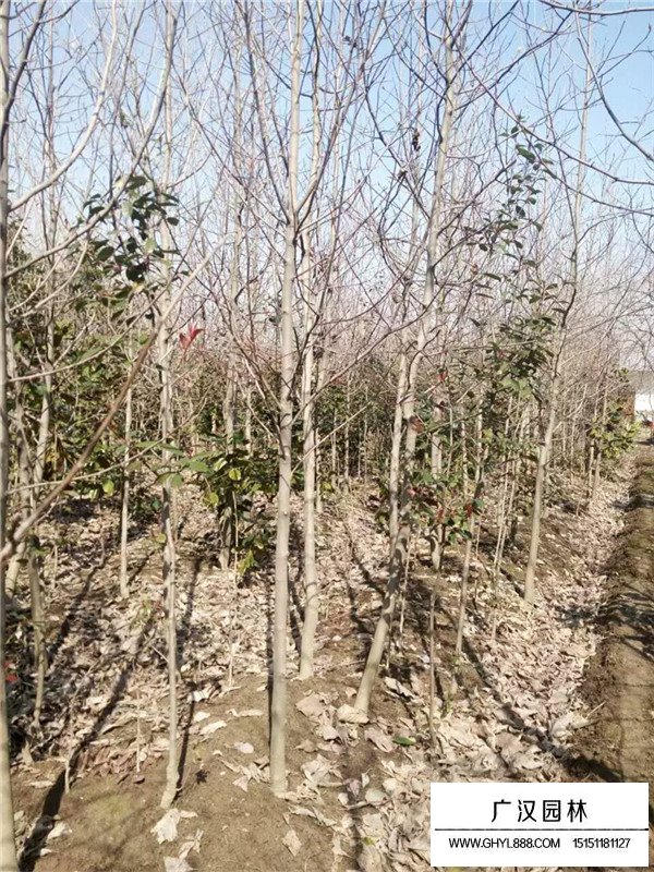 紫玉蘭規(guī)格(圖2)