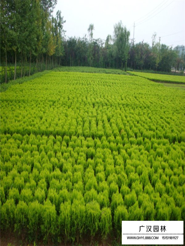 灑金柏簡單介紹(圖3)