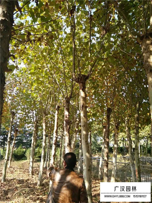 法桐樹特點介紹(圖1)