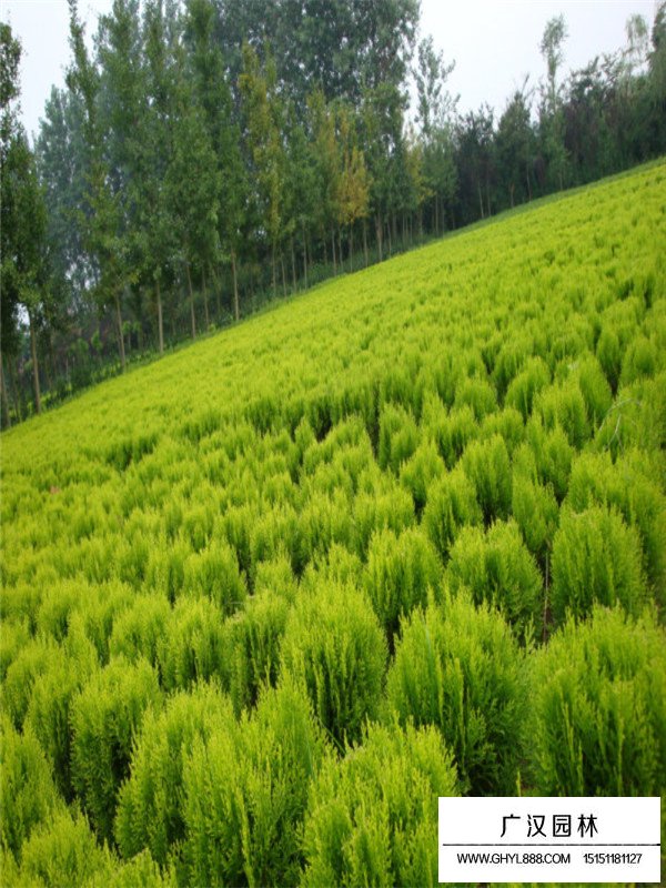 該如何養(yǎng)護(hù)灑金柏盆景(圖3)