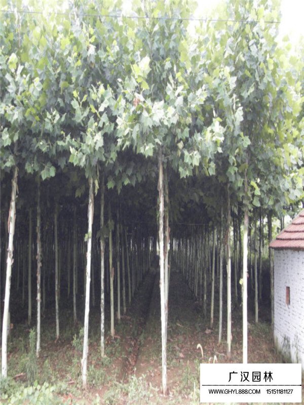 法桐樹(shù)施肥技術(shù)(圖3)