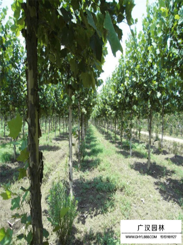 法桐樹的整形與修剪(圖4)